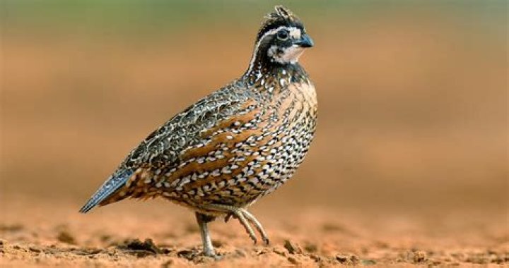 Where are all the bobwhites