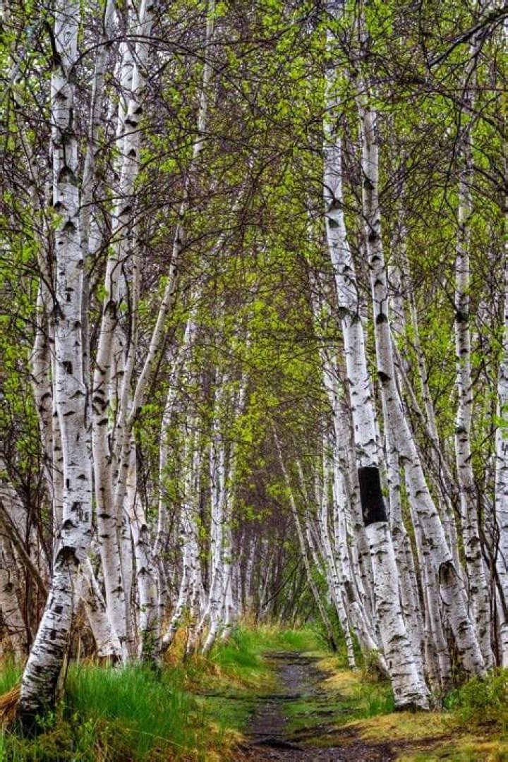 Where are birch trees found