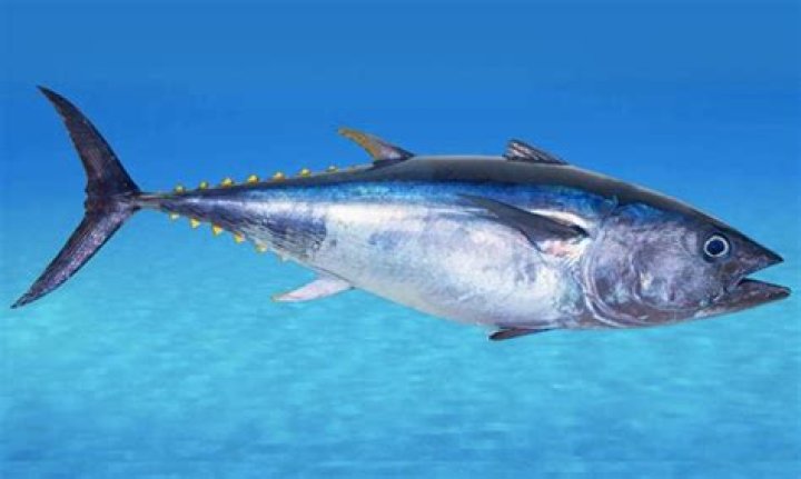 Where are bonito fish found