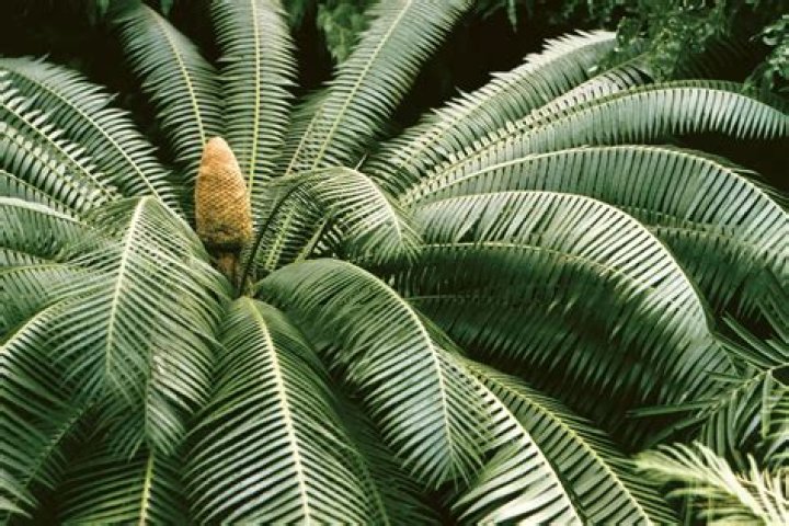 Where are Cycadophyta found