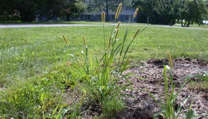 Where are foxtails located