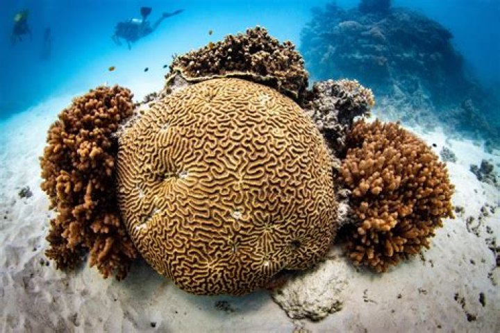 Where are hard corals found