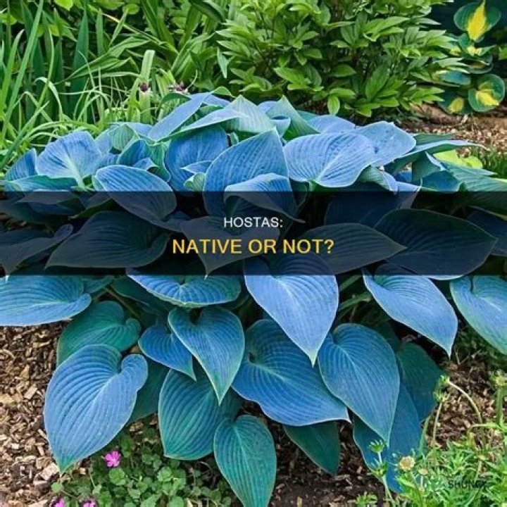 Where are hostas native to