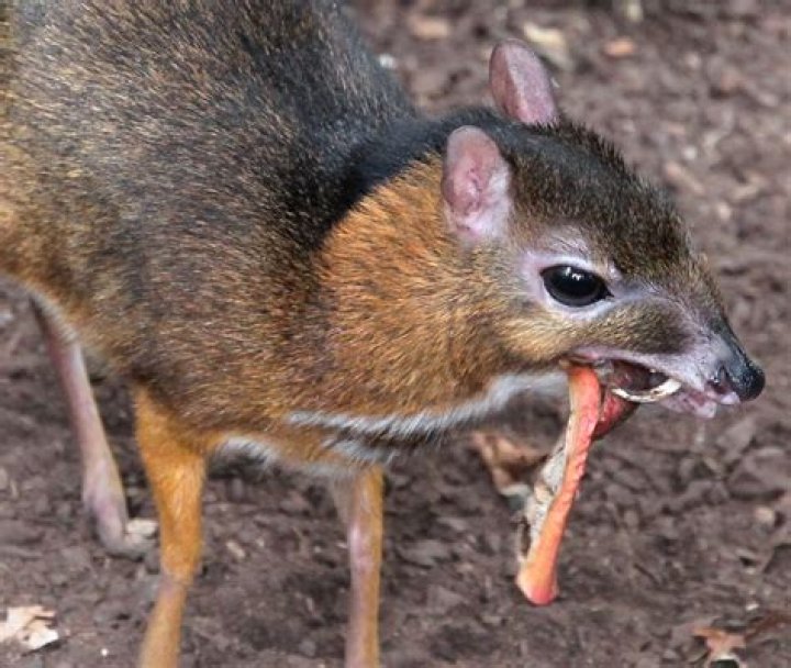 Where are mouse-deer found