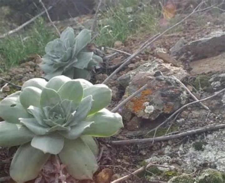Where are succulents found