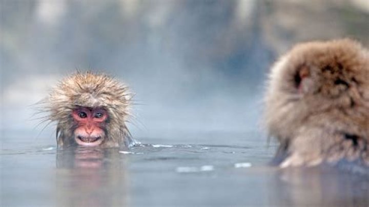 Where are the hot spring monkeys in Japan