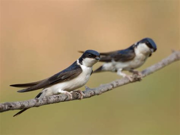 Where are the House Martins