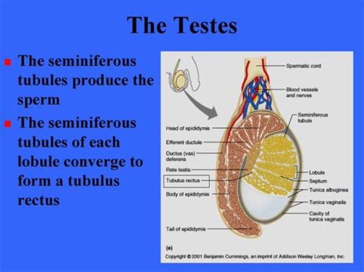 Where are the testes formed