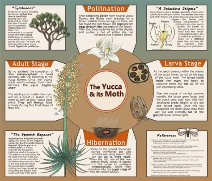Where are yucca moths found