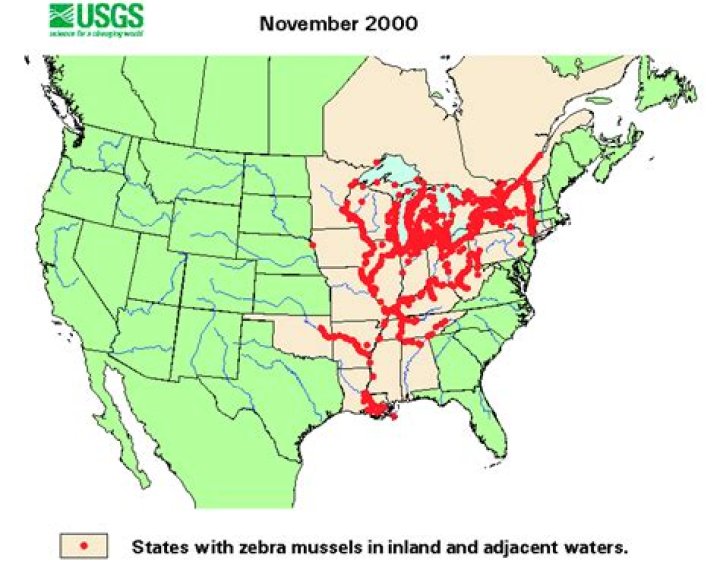 Where are zebra mussels found in the United States