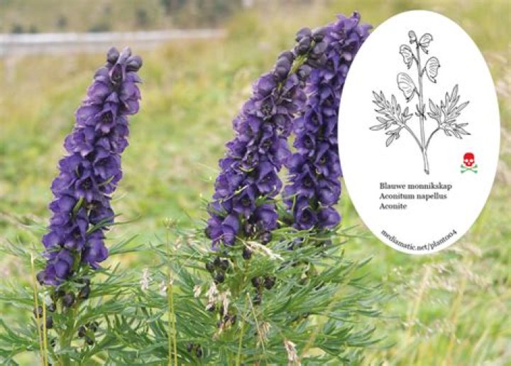 Where can aconite be found