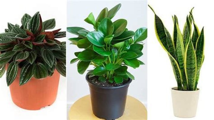Where can I buy live plants