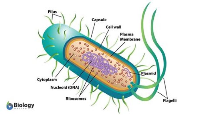 Where can I find eubacteria