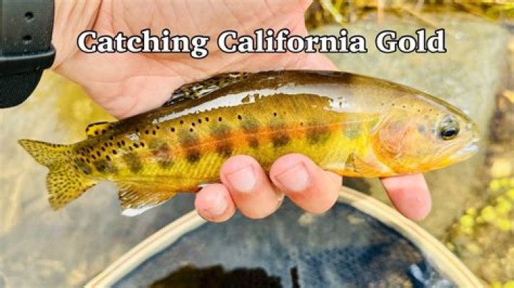 Where can I find golden trout in California