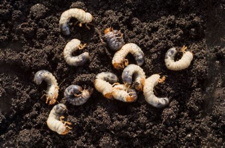 Where can I find grub worms