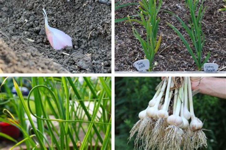 Where can I get garlic to grow