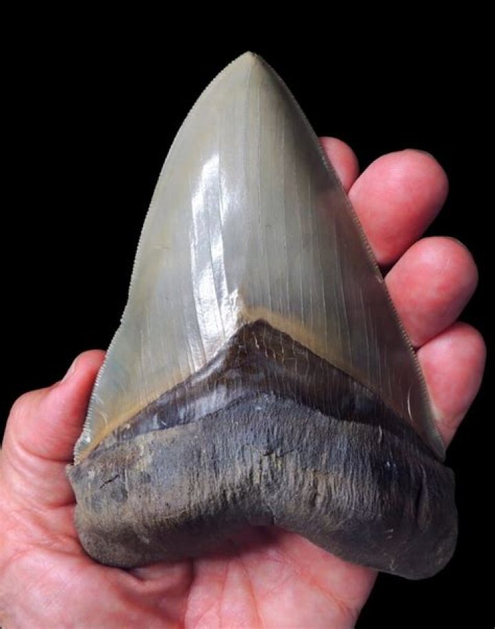 Where can I get Megalodon teeth in California