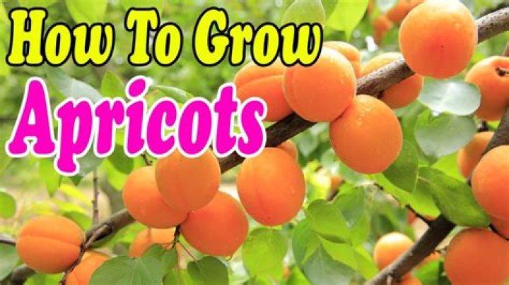 Where can you grow apricots