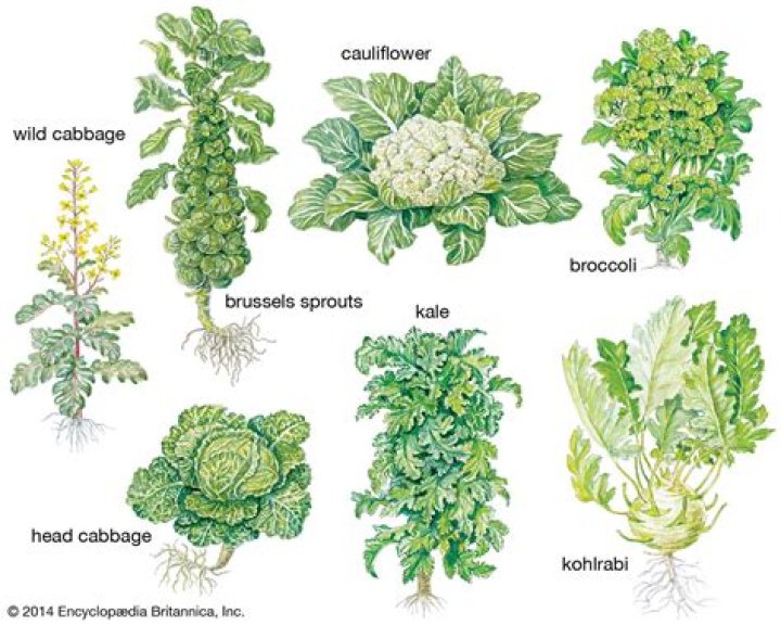 Where did cabbage come from in India