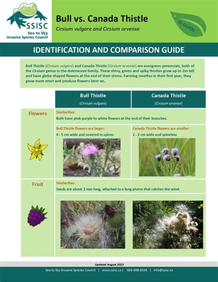 Where did the bull thistle come from