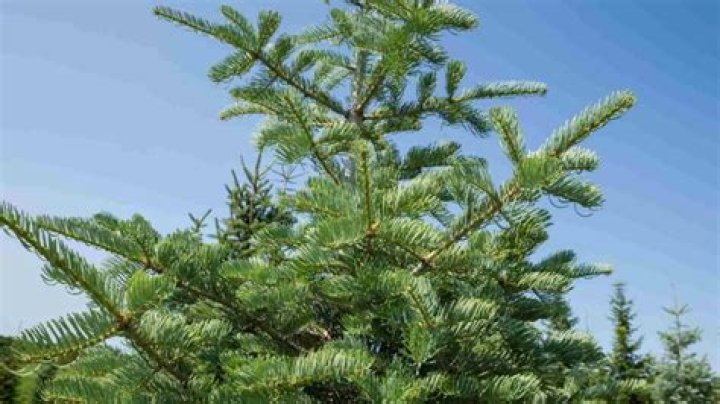 Where did the fir tree live