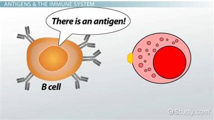 Where do antigens come from