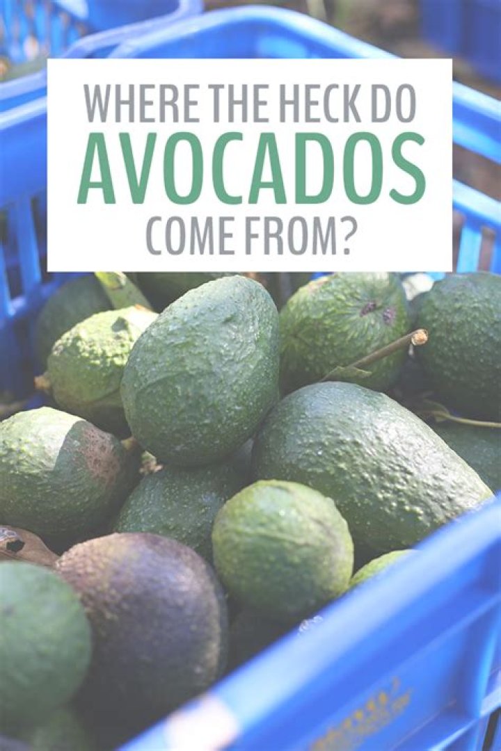 Where do avocados originally come from