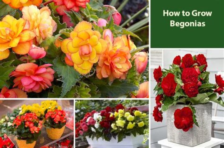 Where do begonia bulbs grow