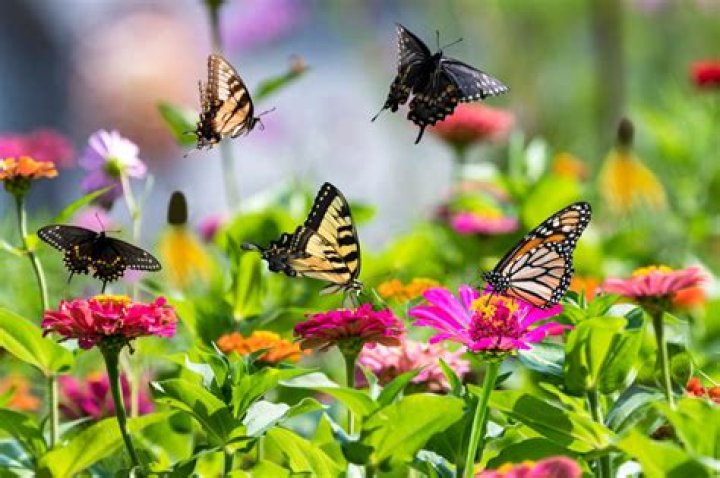 Where do butterfly flowers grow