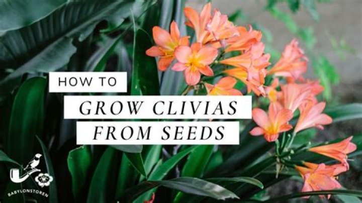 Where do clivias grow best
