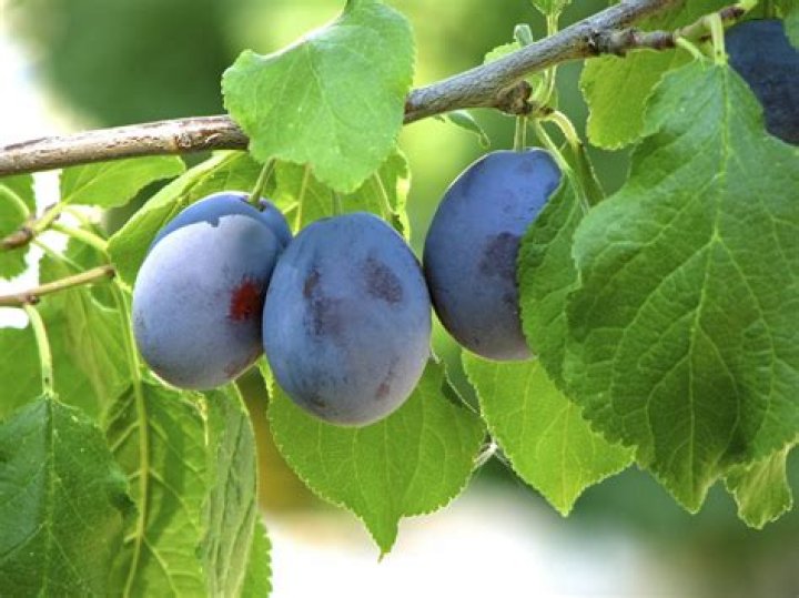 Where do damson trees grow