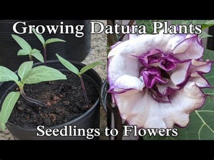 Where do Datura plants grow