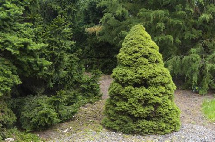Where do dwarf spruce grow