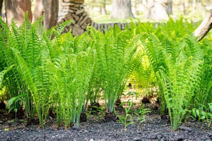 Where do ferns usually grow