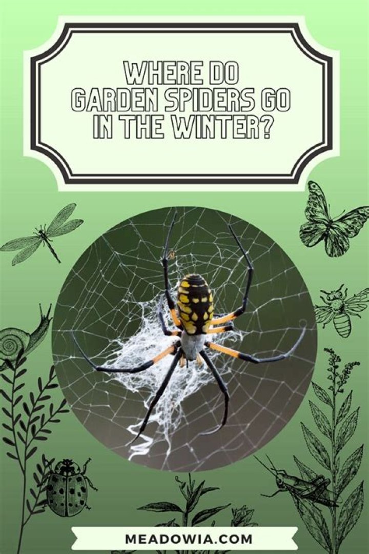 Where do garden spiders go