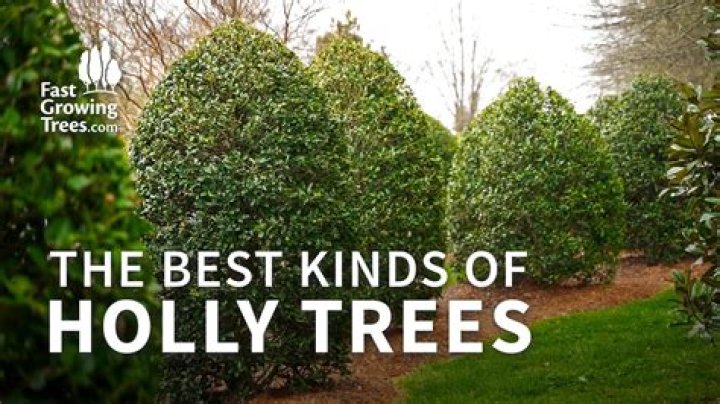 Where do holly trees grow best