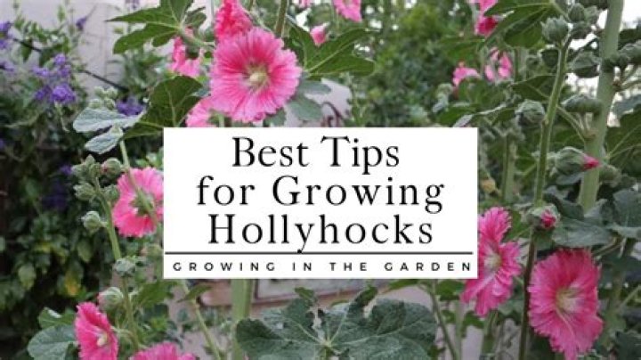 Where do hollyhocks grow UK