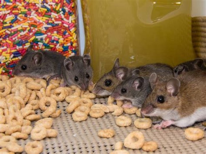 Where do mice go in the winter