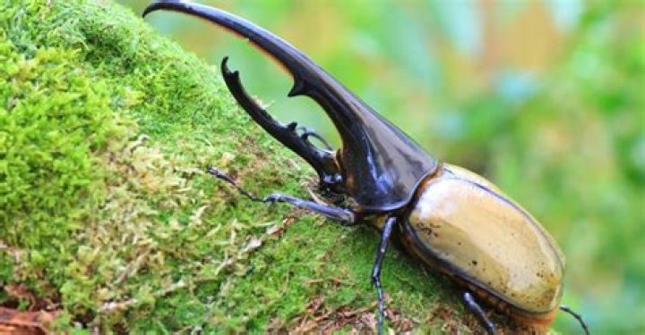 Where do most beetles live