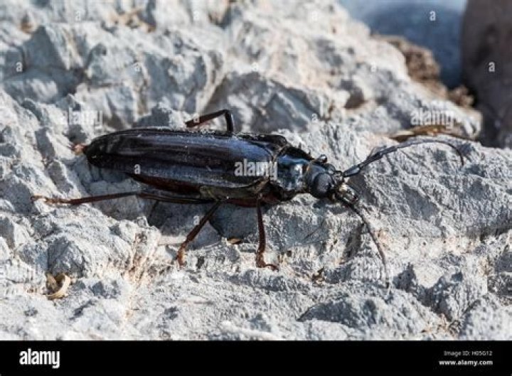 Where do palo verde beetles come from