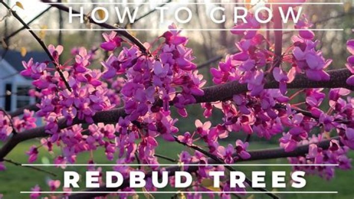 Where do redbud trees grow