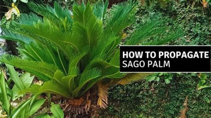 Where do sago seeds come from
