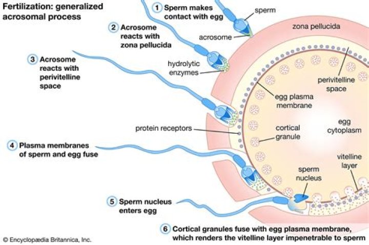 Where do sperm become motile and capable of fertilization