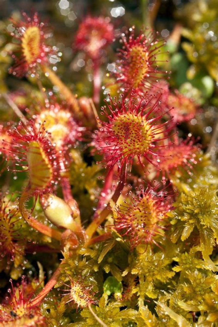 Where do sundew plants live