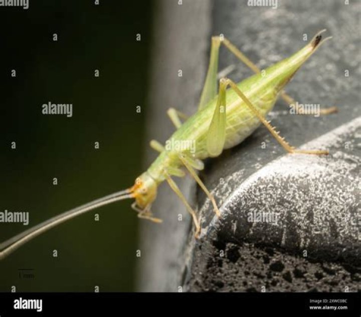 Where do tree crickets live