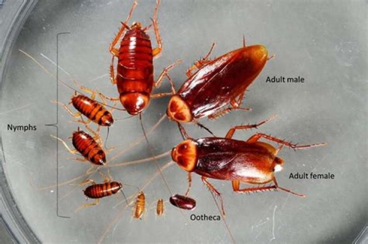 Where do tree roaches live
