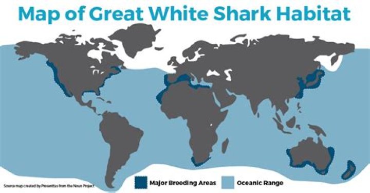Where do white sharks live