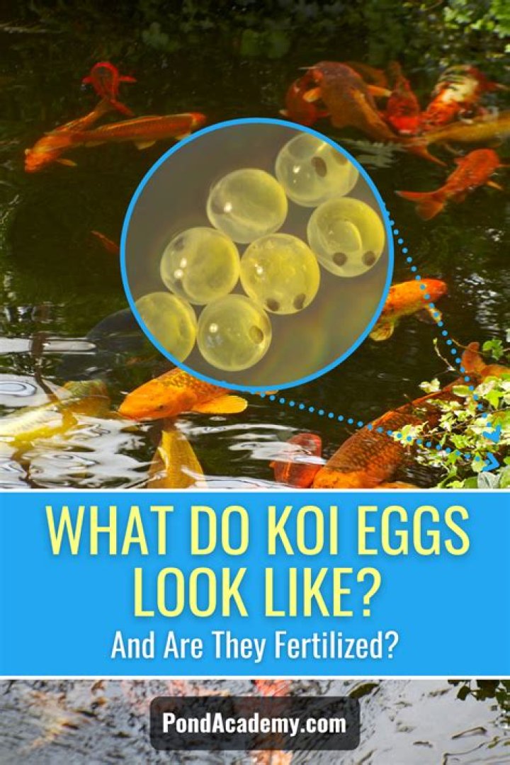 Where do you find koi eggs