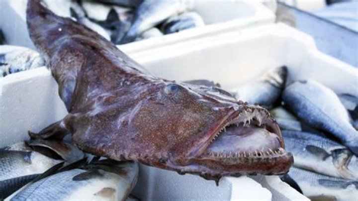 Where do you find monkfish