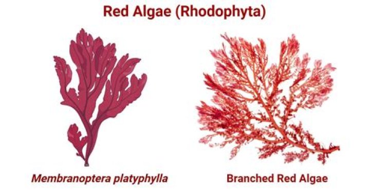 Where do you find red algae